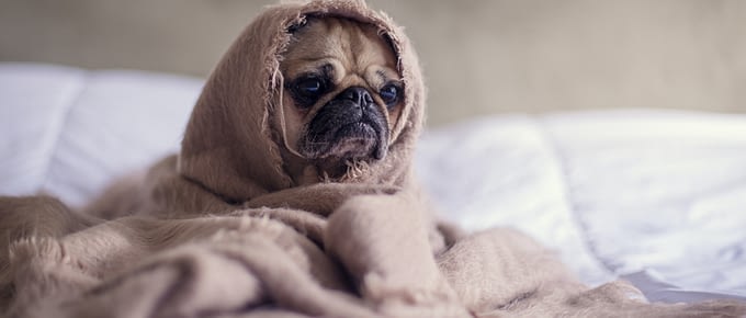 Dog inside a blanket peeking out