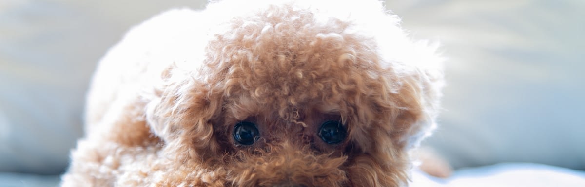 Buying The Best Dog Food For Poodles