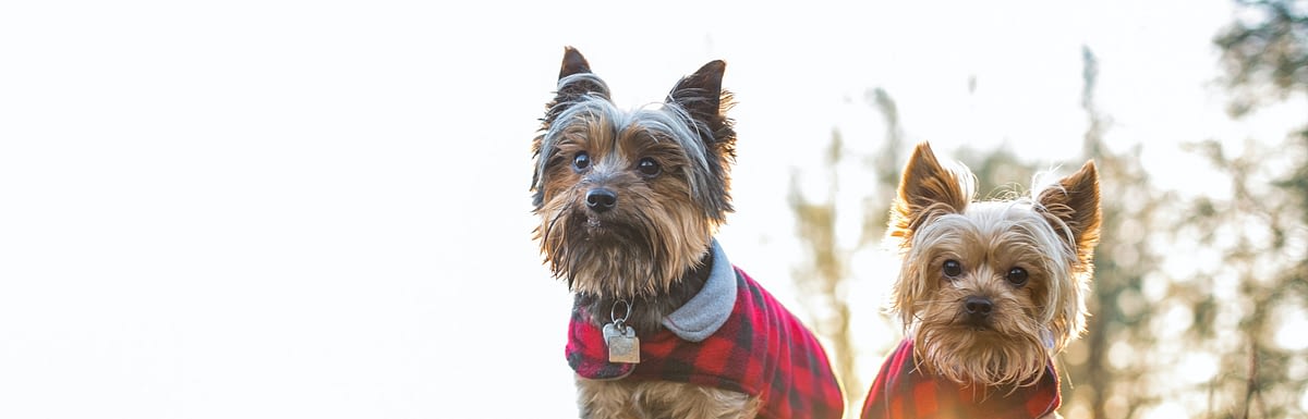Listed: Best Dog Food For Yorkies [Feeding Guide]