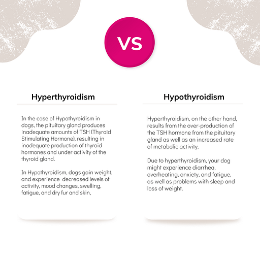 Hyperthyroidism vs Hypothyroidism
