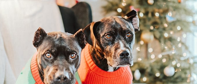 Dogs wearing sweater