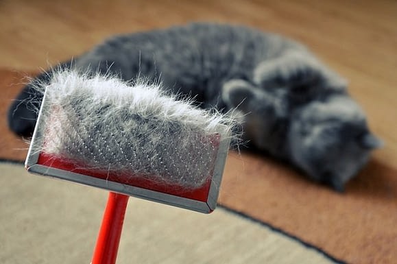 Best Cat Brush For Shedding
