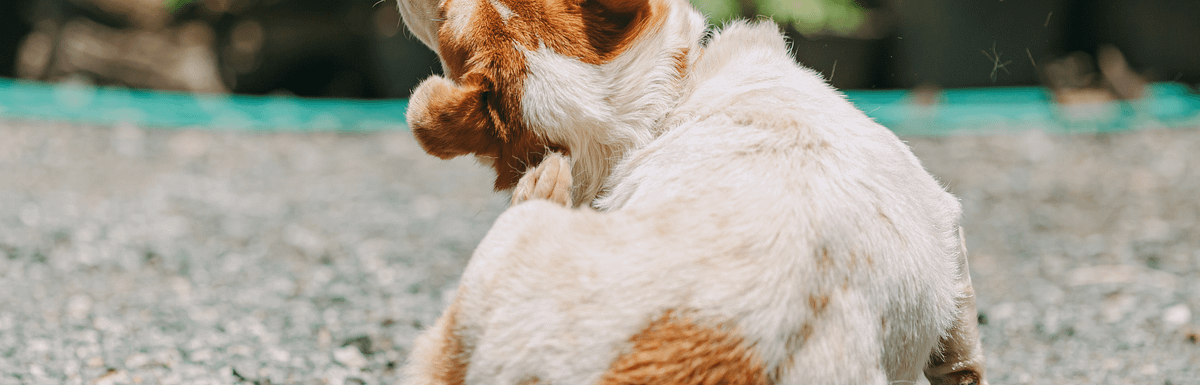 10 Best Dog Shampoo for Itching